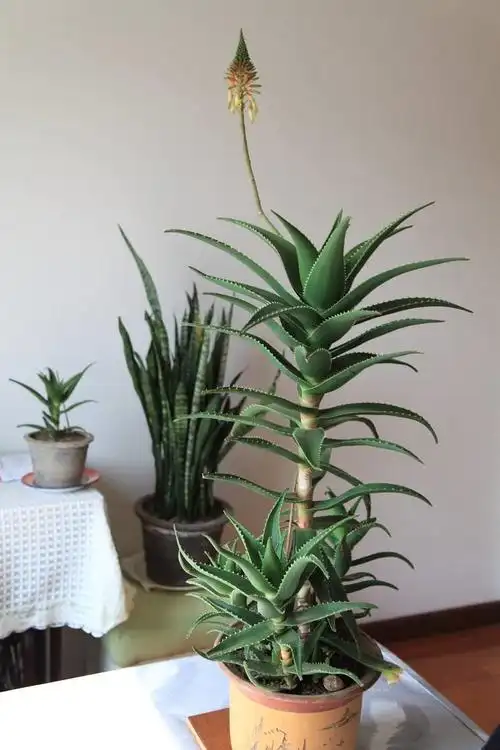 云南七草婴儿木立芦荟(6种) - 乐宝宝贝