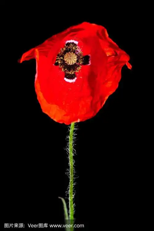 罂粟花在黑色