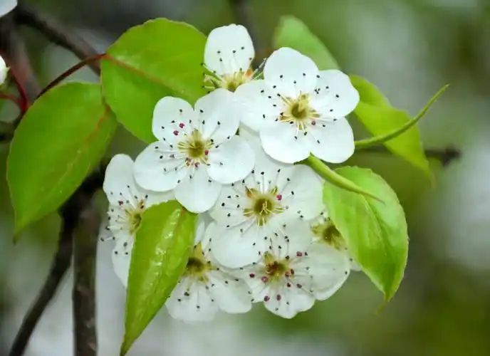 " 梨花风起正清明,游子寻春半出城 "