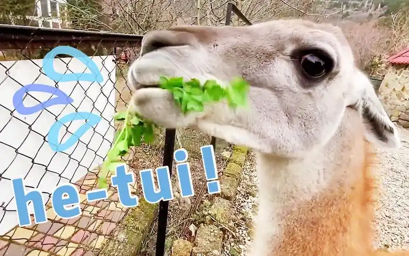 活动作品大羊驼吐口水好像喷壶啊hetui