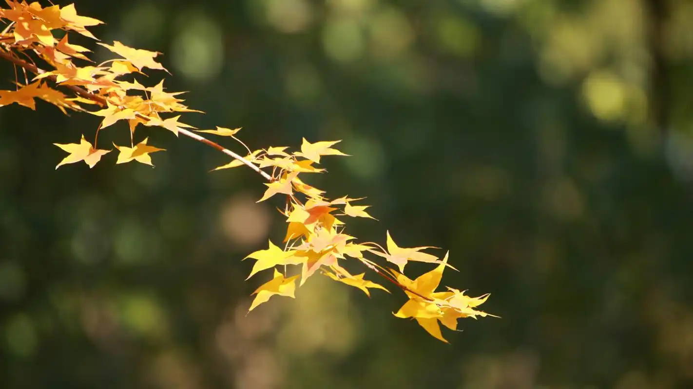 秋季渐黄的树叶摄影高清宽屏桌面壁纸