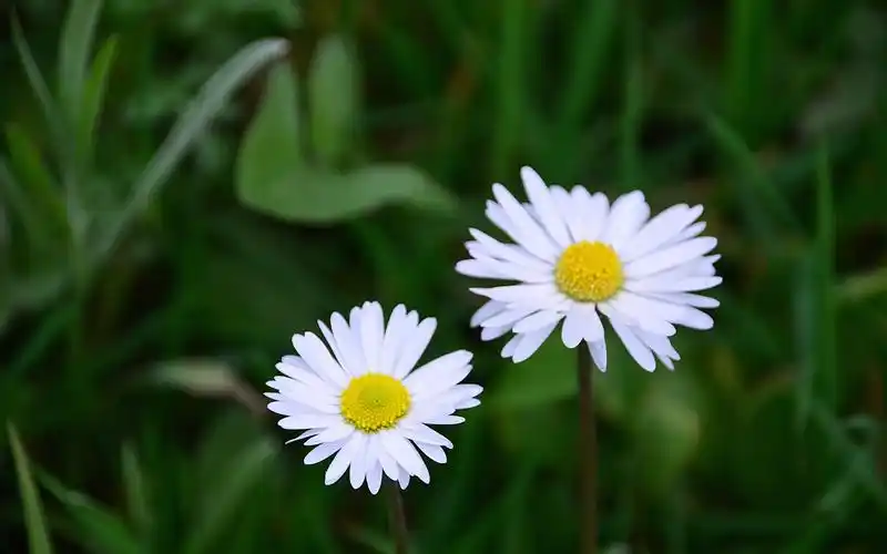 清新淡雅的小雏菊图片桌面壁纸