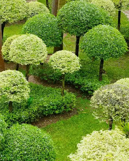 灌木,花园图片_灌木,花园高清图片_全景视觉