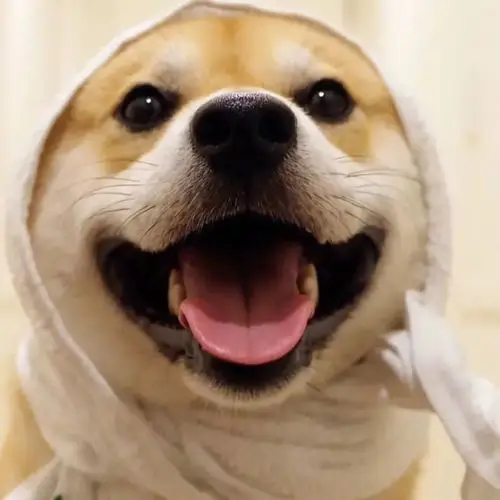 柴柴的笑容真是看的太暖了希望看到这个笑容的一天都能有好心情