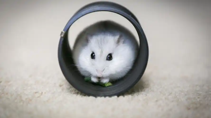 电脑壁纸 动物 超治愈系的可爱萌宠仓鼠