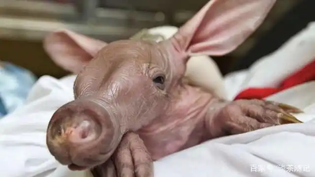 世界上这些即将面临着濒危或灭绝的珍稀可爱小动物,快来看看吧