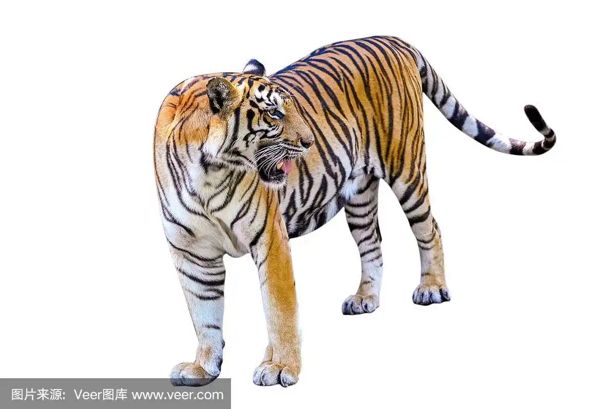 老虎白色背景隔离全身