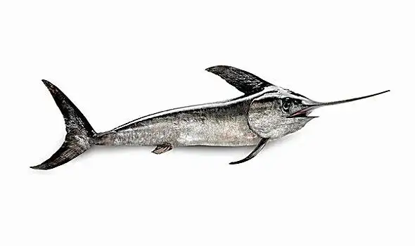 剑鱼图片