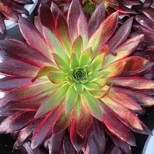 孔雀锦法师惊鸿稀有品种多肉植物室内阳台创意组合花卉绿植盆栽