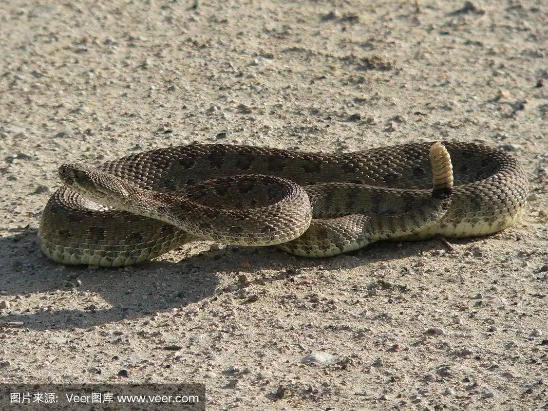 草原,响尾蛇,无人,螺线,沙漠