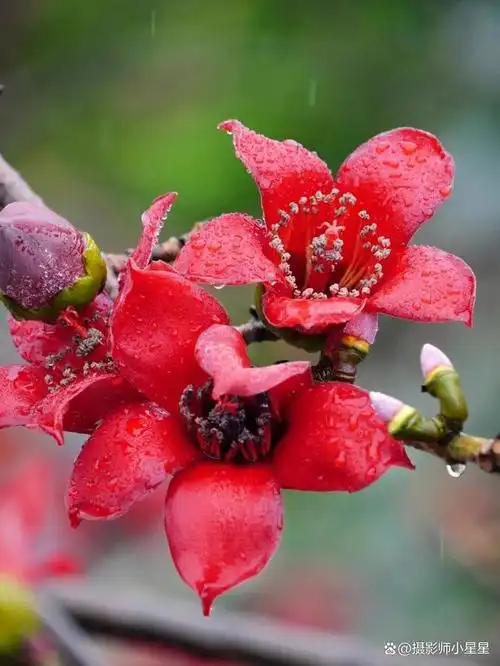 手机如何拍出好看的木棉花看完秒懂收藏