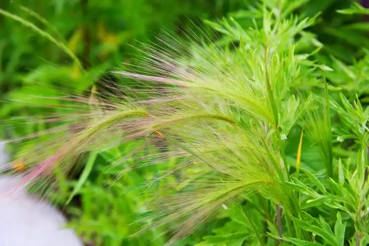 毛毛草 - 微笑xue - 图虫