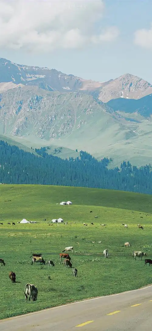 壁纸 草原 风景 摄影 桌面 700_1519 竖版 竖屏 手机