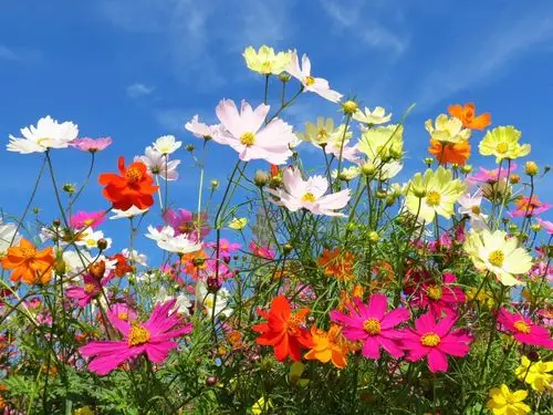 精选高清唯美小花卉桌面壁纸下载高清大图预览1920x1440_风景壁纸下载