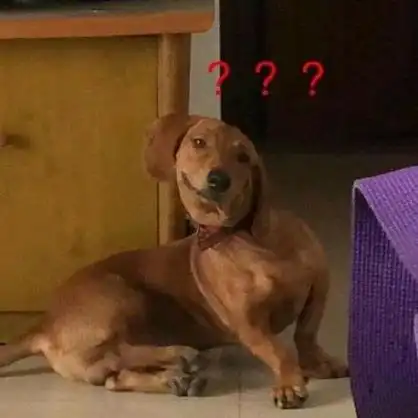 狗子歪头问号表情包_狗子_歪头_问号表情