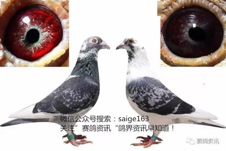 这样配对出好赛鸽!_鸽子