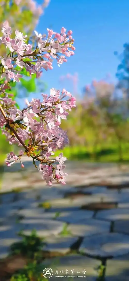 小清新唯美景物图片,小清新唯美景物图片大全(手机壁纸)