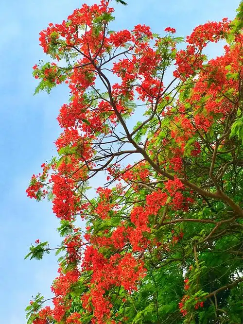 凤凰树开花红艳艳