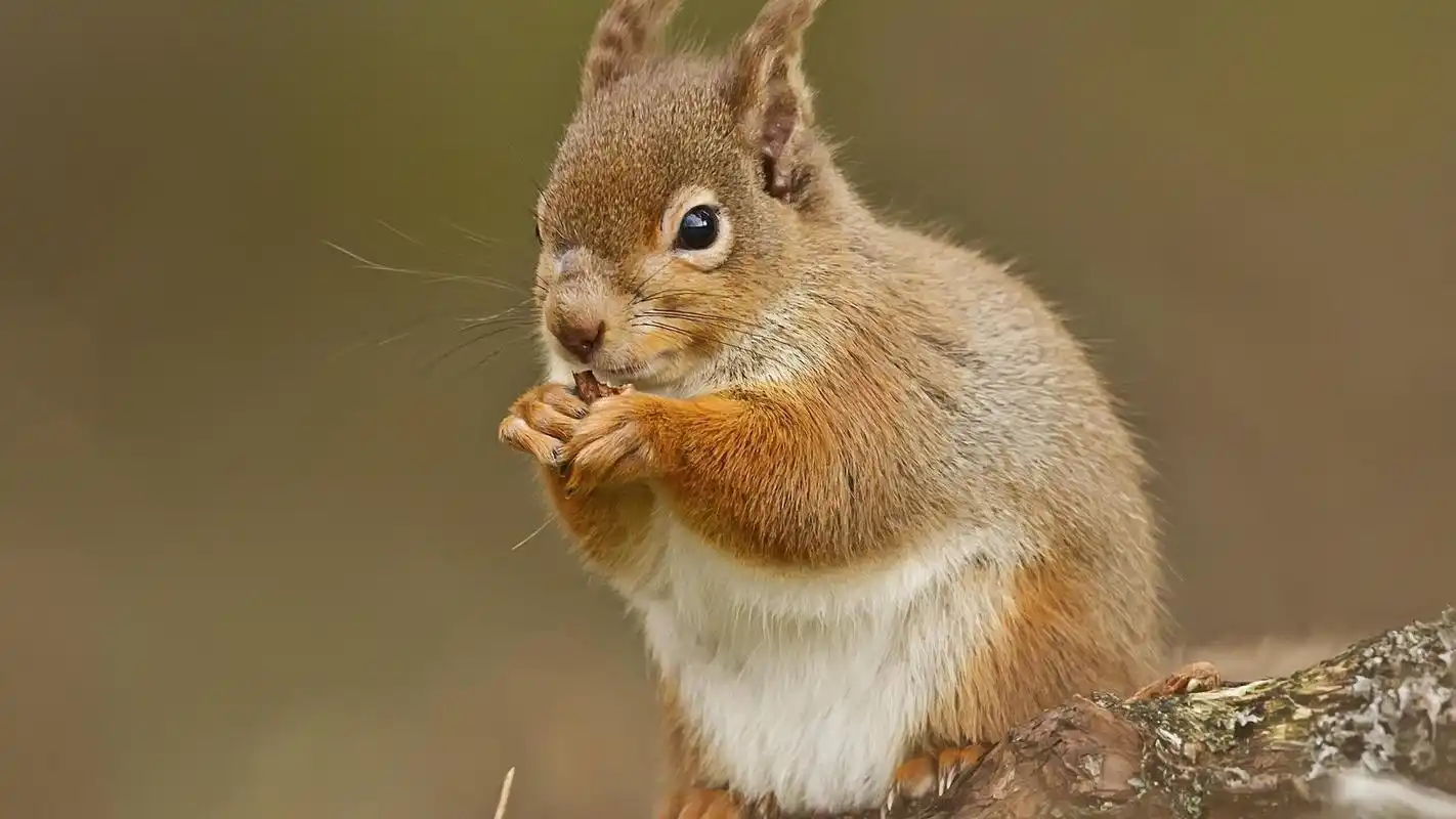 正在吃东西的可爱小松鼠壁纸
