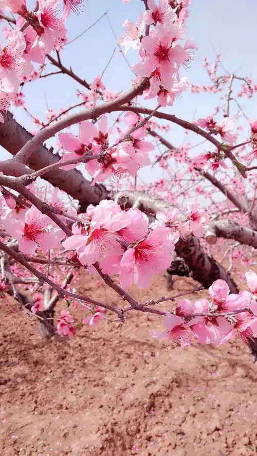 【原创】在那桃花盛开的地方:肥城赏桃花 (二)