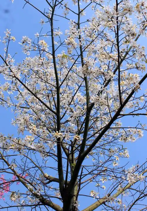 11.24 写美篇       与木棉树一样,异木棉浑身长着圆锥状皮刺.