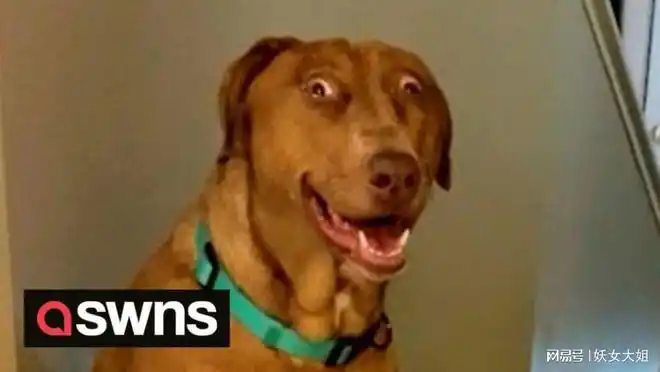 呆萌可爱的斗鸡眼狗狗每天无法控制自己表情而成为新晋网红