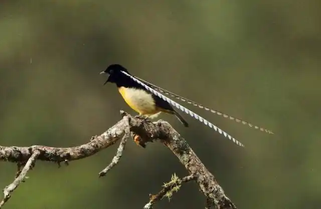 萨克森极乐鸟,整个身体加上尾羽的长度,一般只有22cm左右.