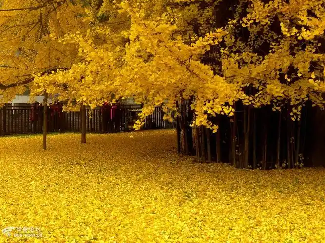 金黄色的神奇震撼