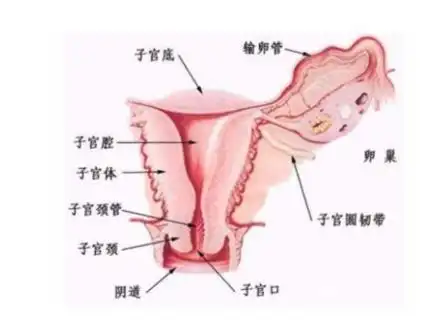 子宫图片结构子宫什么样子介绍