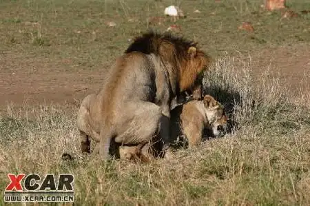 实拍各种动物的交配(组图)