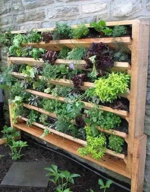 你家小院的"菜池"这样设计,最美|蔬菜|庭院|种植|菜园_网易订阅