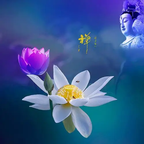 六月荷···花开见佛