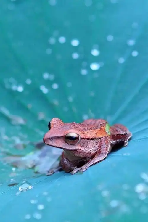 青蛙在荷叶上,许多水滴