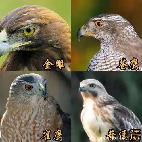 隼和鹰的区别到底在什么地方,怎样去区分它们,其实很简单,只要从几个