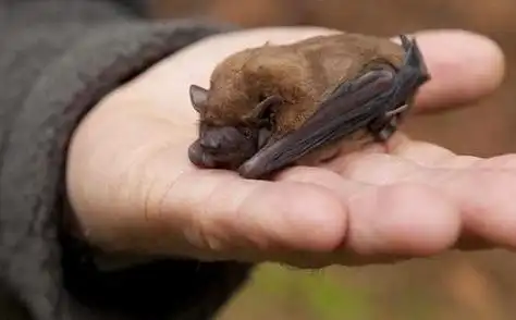 老鼠变蝙蝠的过程