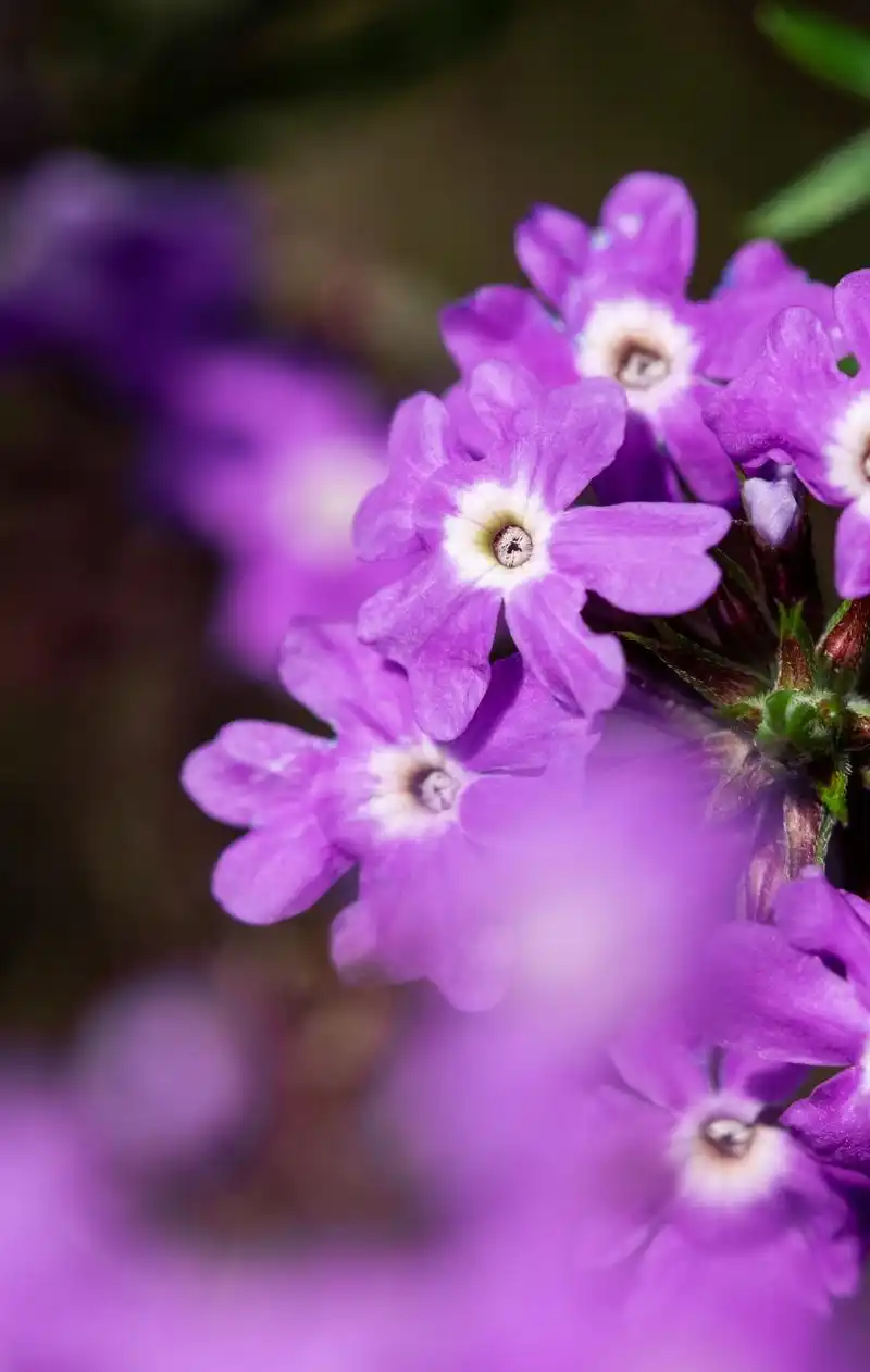 梦幻又温柔,快来辰山植物园体验这份"紫色浪漫"吧