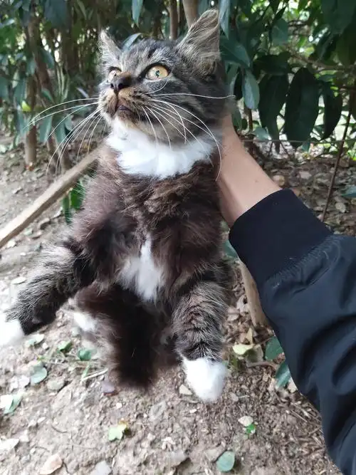 苏州长毛白手套白围脖狸花猫找领养贼好看