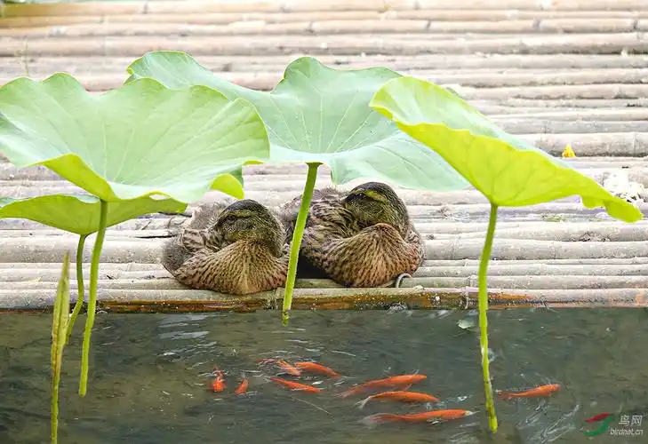 荷叶底下乘凉观鱼