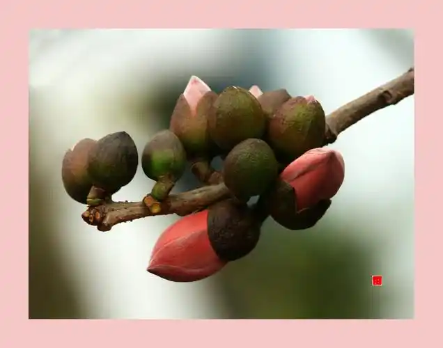 木棉花开红似火