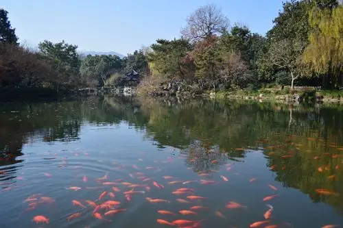 2020花港观鱼-旅游攻略-门票-地址-问答-游记点评,杭州旅游旅游景点