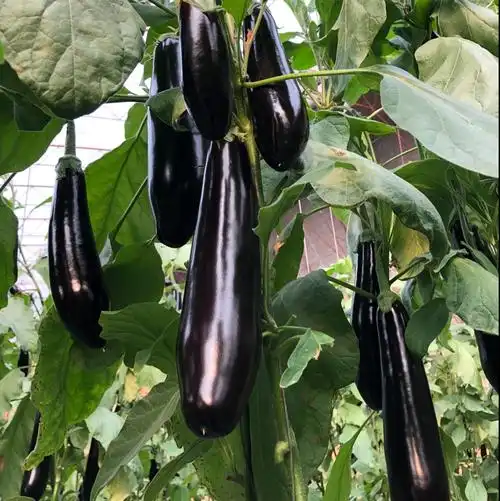 黑长茄 精品765茄王大量货源.