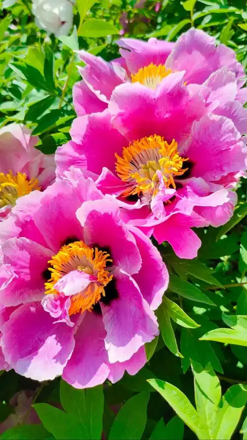 【nex 3】壁纸风·牡丹