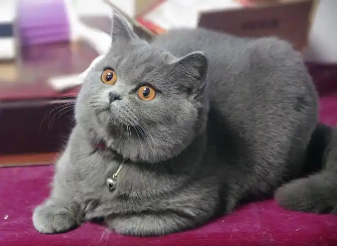 英短蓝猫挑选技巧? - 知乎