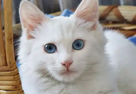 葫芦岛有没?_百度你是不是把全白,长毛,蓝眼睛的猫当成波斯了?