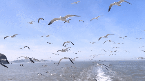 640_360gif 动态图 动图