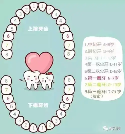 宝宝换牙时间表,换牙期家长必须储备的最全攻略