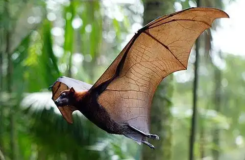 梦见蝙蝠是什么意思