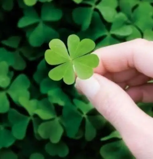 非常好看的幸运草图片,幸运草最唯美真实图片-528时尚网