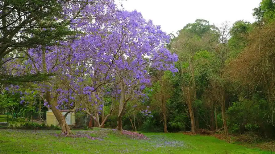 悉尼盛开蓝花楹