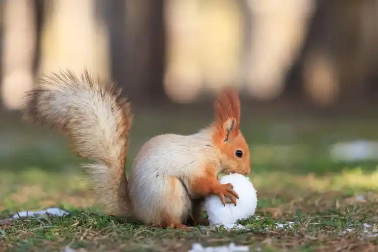 吉尔吉斯斯坦的小松鼠太可爱啦